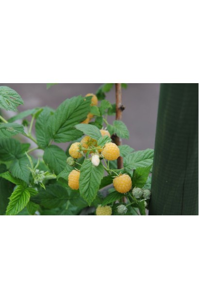 жовто-золотисті, блискучі плоди малини